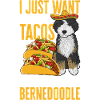 Bernedoodle Dog