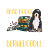 Bernedoodle Dog