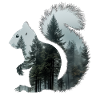 Eichhörnchen Wald Natur Wandern
