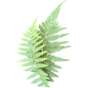 Fern Leaves Fern Leaves Green