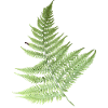 Fern Leaves Fern Leaves Green