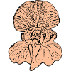 Orchidee rosa