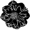 Fleur, Noir, Fleurs, Noir, Fleur