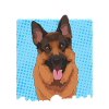 Berger allemand berger allemand cadeau