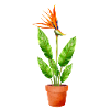 Strelitzia