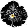 Flower, Black, Flowers, Black, Blossom