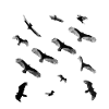 les oiseaux