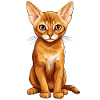 Abyssinian Cat Abessinierkatze
