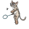Funny badminton cat