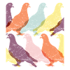 Pigeon Bird Columbidae Colombes