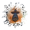 White-faced Saki