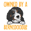 Chien Bernedoodle