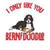 Chien Bernedoodle