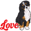 Bernedoodle Dog