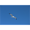 Yellow-legged gull