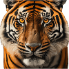 Wild Tiger Portrait Art Print