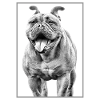 OLD ENGLISH BULLDOG DOG DOGS