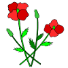 Blooming poppies