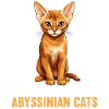 Abyssinian Cat Abessinierkatze