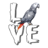 African Grey Parrot Gift
