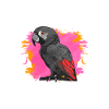African Grey Parrot Gift