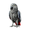 African Grey Parrot Gift