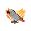 African Grey Parrot Gift