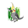African Grey Parrot Gift