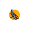 African Grey Parrot Gift