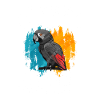 African Grey Parrot Gift