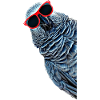 African Grey Parrot Gift