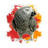 African Grey Parrot Gift