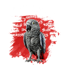 African Grey Parrot Gift