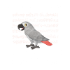 African Grey Parrot Gift