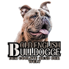 VIEUX BOULEDOGUE ANGLAIS CHIEN CHIENS