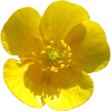 Fleur, Jaune, Fleur Jaune