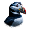 Puffin Bird Gift