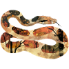 Boa constrictor