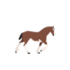 Clydesdale cavalier