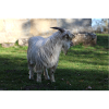 Wild Goat