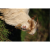 Wild Goat