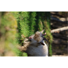 Wild Goat