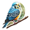 Budgie blue