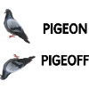 Pigeon pigeoff - funny humor