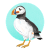 Puffin Illustration