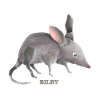 Cute bilby painting