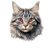 Chat Chats American Bobtail