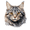 Chat Chats American Bobtail