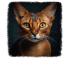 Chat d’Abyssinie Abessinierkatze