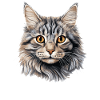 Chat Chats American Bobtail
